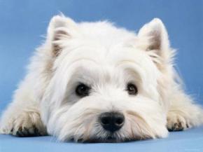 9042883west-highland-white-terrier-poste
