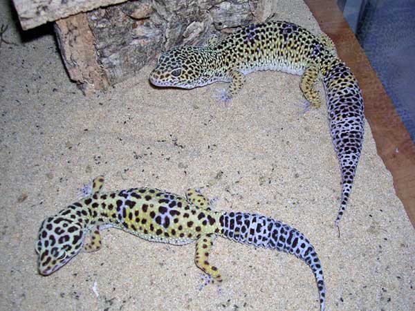 Le gecko léopard, son comportement et sa manipulation