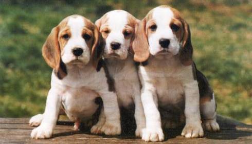 Le chien Beagle, information et caractère du Beagle