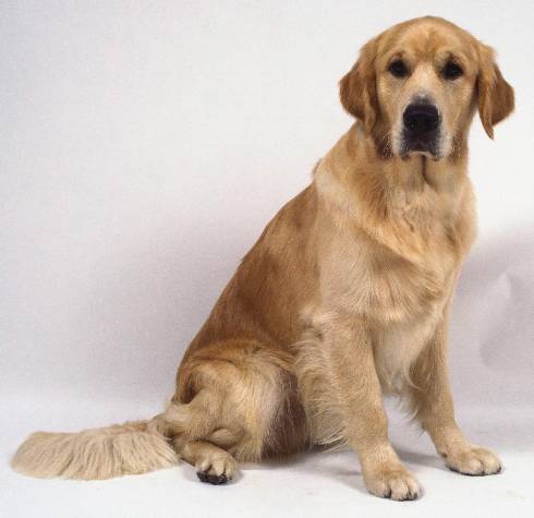 Le chien golden retriever, information et caractère du golden retriever