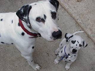 Le chien dalmatien, information et caractère du chien dalmatien