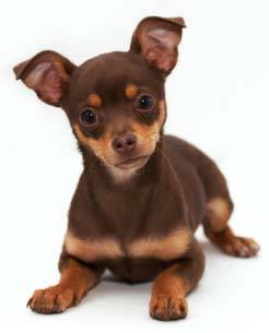 Chien Chihuahua, information sur l’origine du Chihuahua, aspect du chien et santé de l’animal