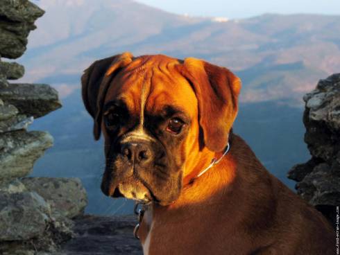 Le chien boxer, information et caractère du chien boxer