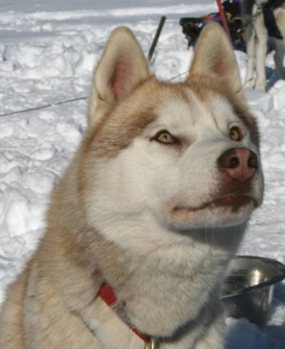 Le chien husky sibérien, information et caractère du chien husky de sibérie