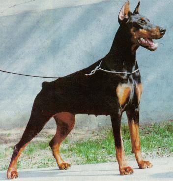 Caractère du dobermann et information sur le chien dobermann