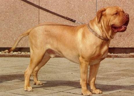 Le chien dogue de bordeaux, information et caractère du dogue de bordeaux