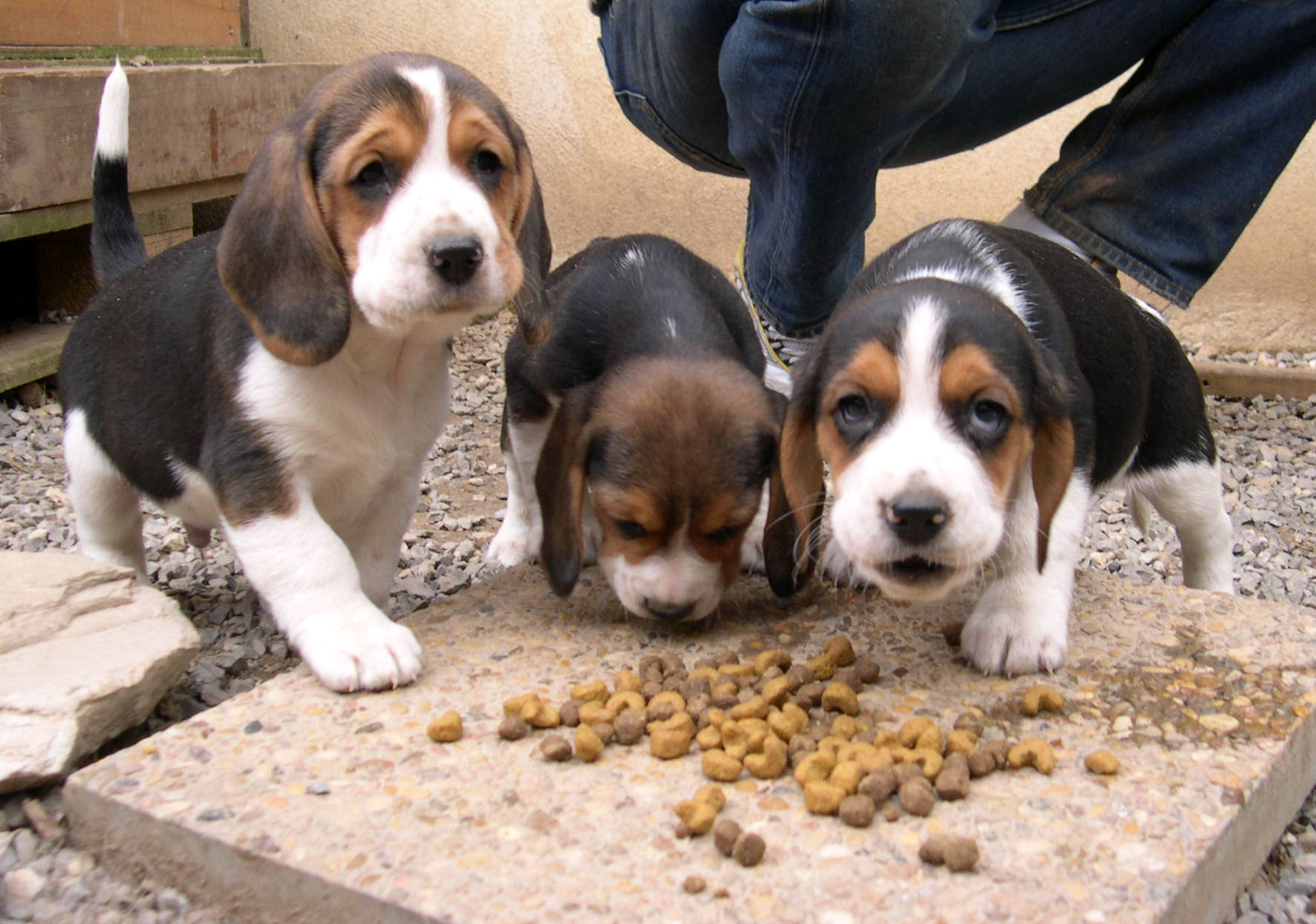 Les Beagles du Ron de l’Apio