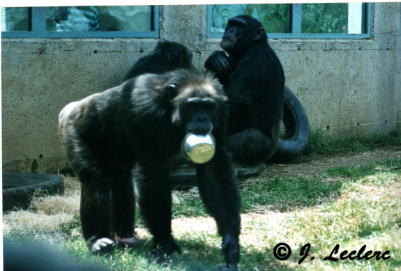 Le chimpanzé est-il un singe?