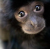 Formation en Comportement Animal – Formation sur les Primates