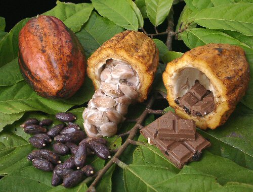 Matière première : le marché du cacao