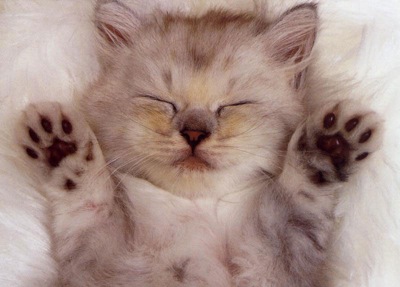 Mon ami le chat