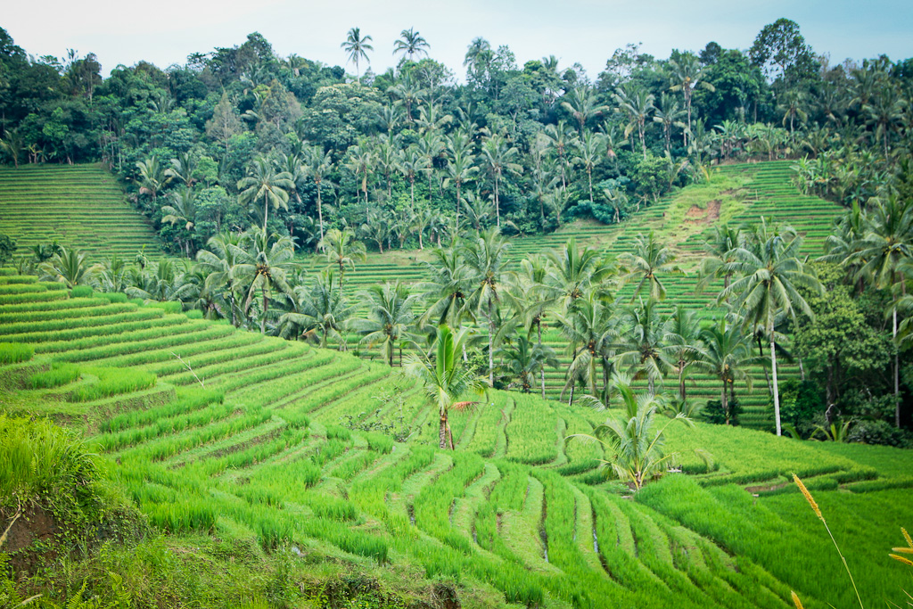 SUBAK : la tradition agricole de Bali sur la liste du patrimoine mondiale