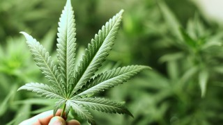 Les vertus méconnues du cannabis