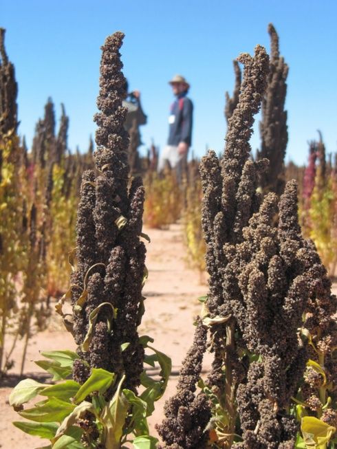 Quinoa en Bolivie