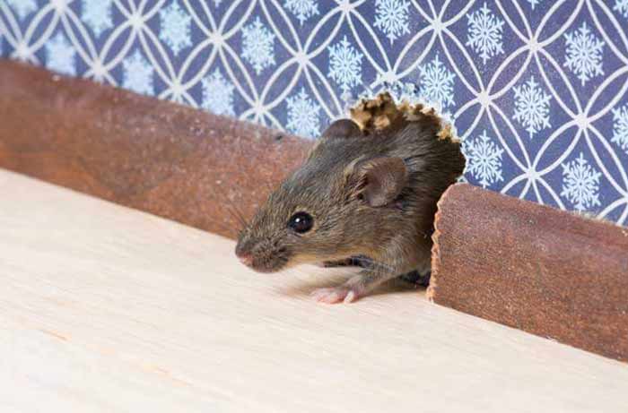 Comment reconnaitre la présence de rats, souris, mulot et autres dans votre maison ?