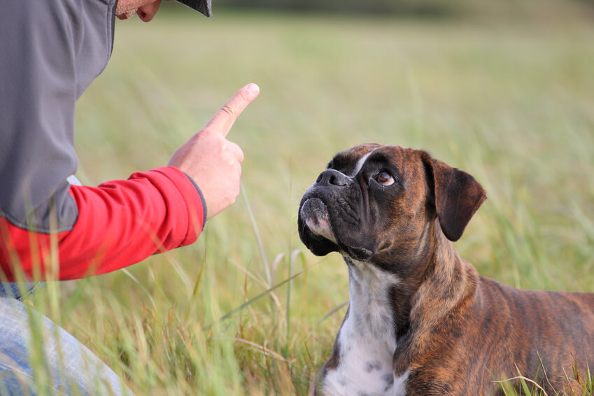 Adopter un bon dressage pour consolider la relation entre vous et votre chien