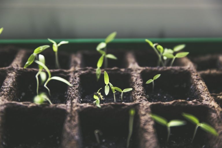 potager sur un balcon