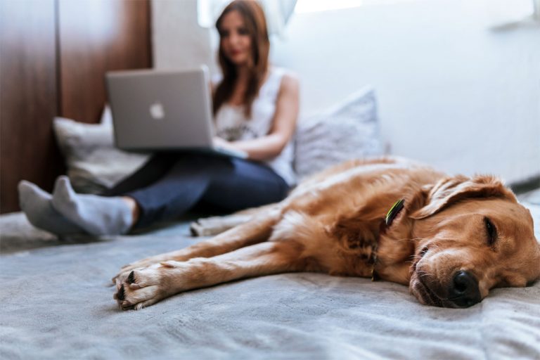 Créer une routine pour votre chien