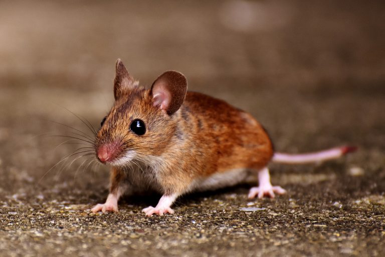 débarrasser des souris