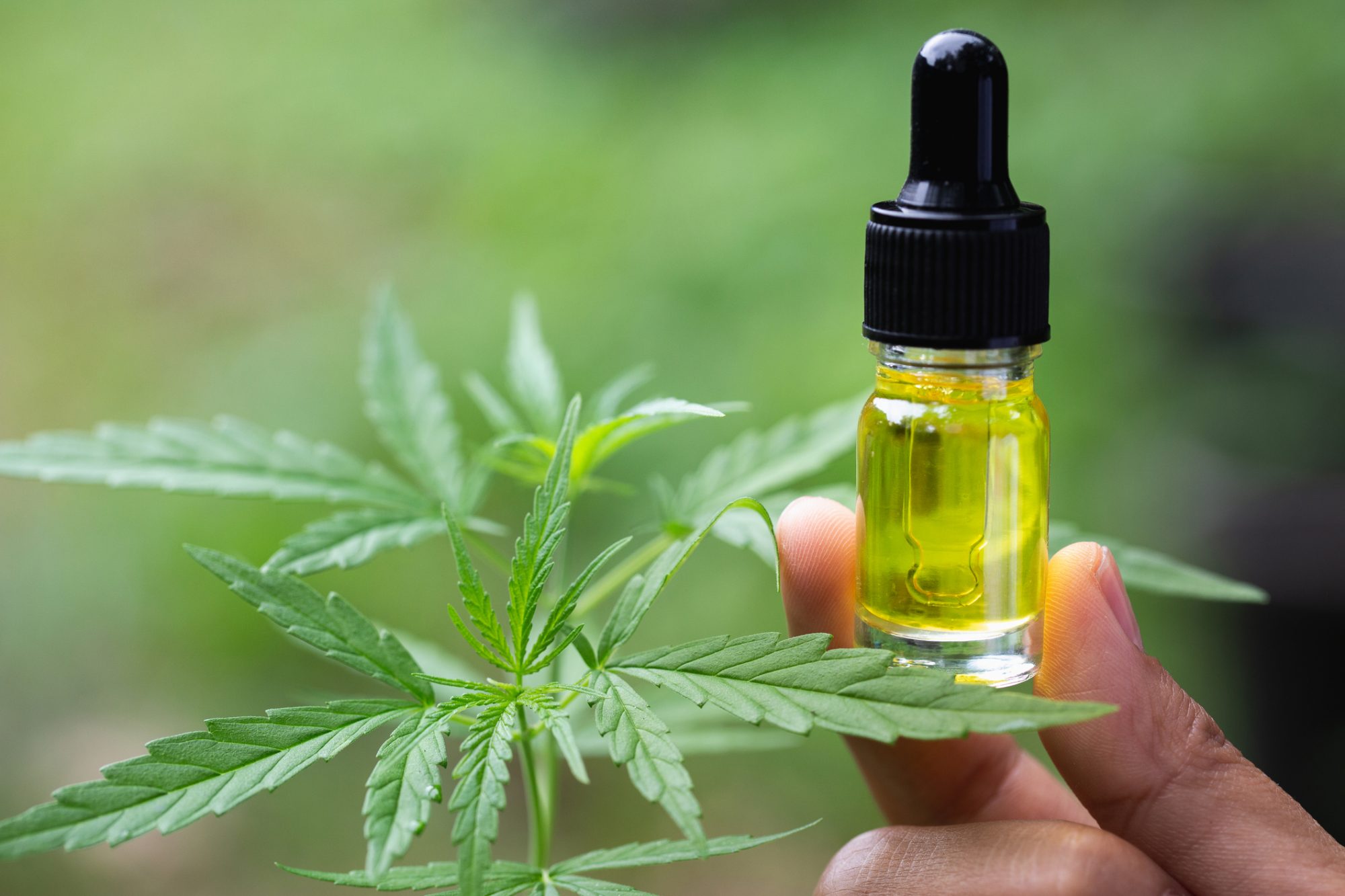 Quels sont les bienfaits du CBD sur la santé Ma Chronique