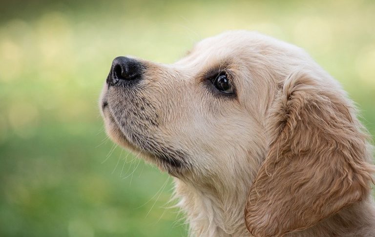 jouer avec votre chien à la maison