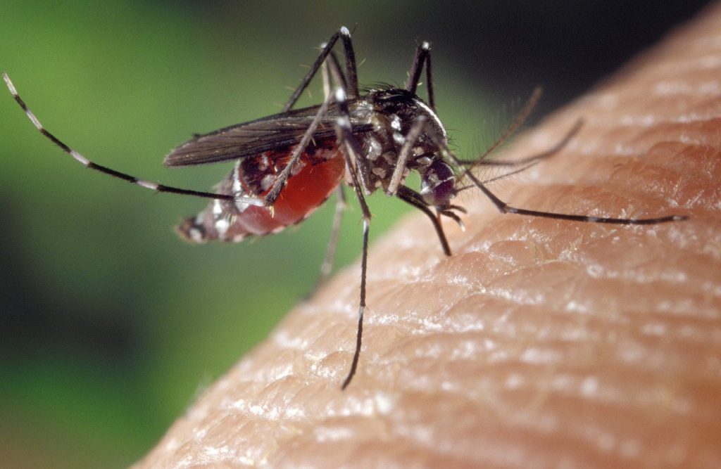 protéger efficacement des moustiques
