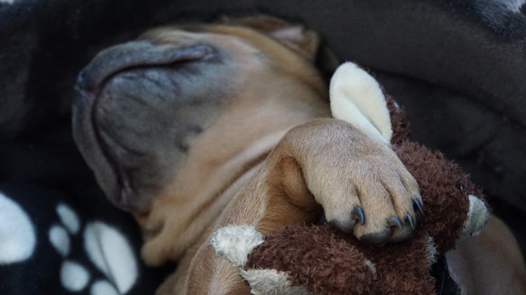 couper les griffes de votre chien