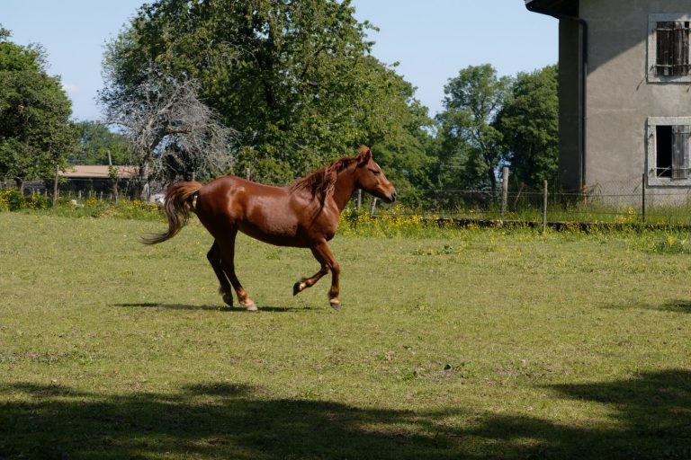 Arthrose cheval