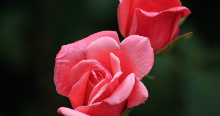 Comment composer des roses éternelles ?