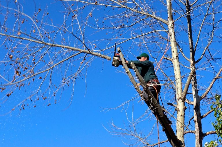 Astuces pour élaguer sereinement un arbre