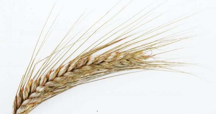 Le blé, une matière incontournable dans les Pouilles