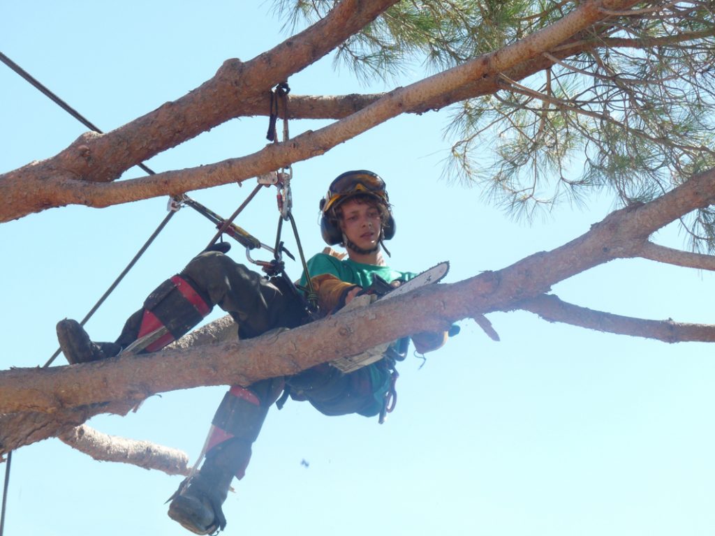 Quels matériels utiliser pour élaguer un grand arbre en toute sécurité?