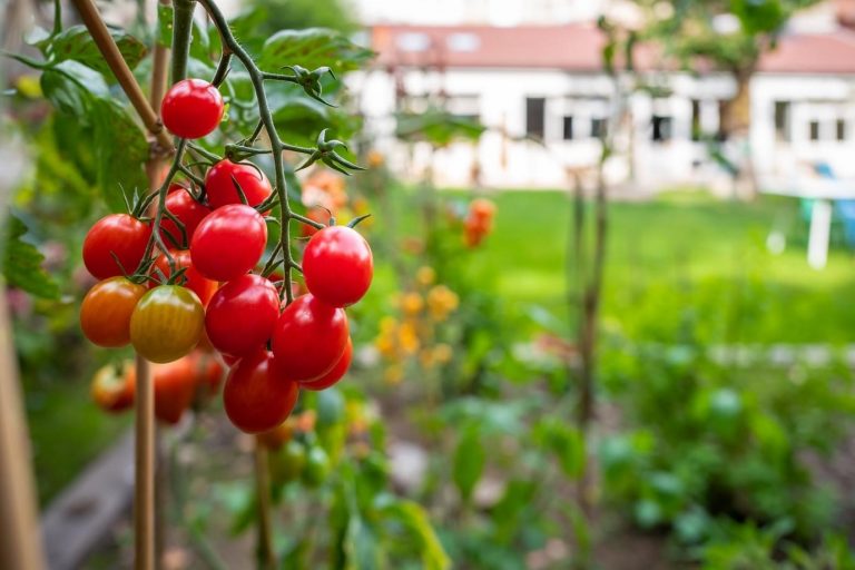 Peut-on inclure de l’espace pour un potager dans son crédit immobilier ?