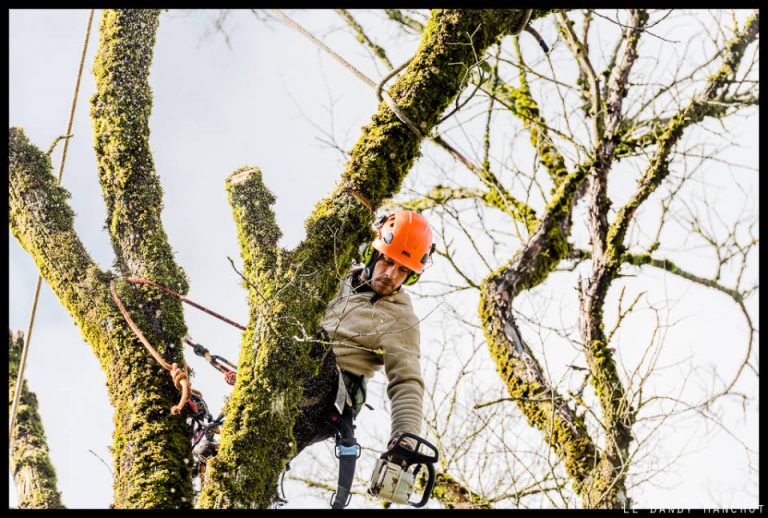 Les bonnes pratiques pour élaguer un arbre