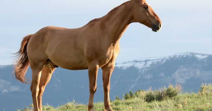 Quel traitement naturel pour l’arthrose du cheval ?