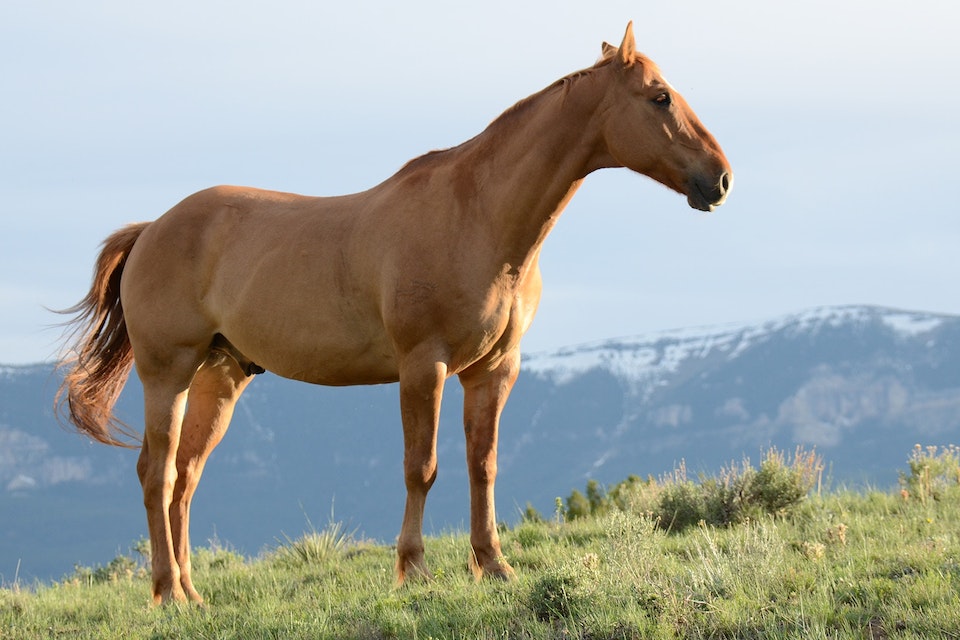 Quel traitement naturel pour l'arthrose du cheval ?