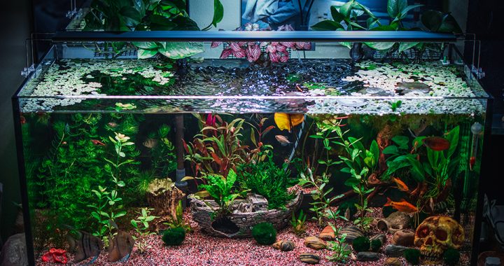 Quels sont les produits indispensables pour entretenir son aquarium ?