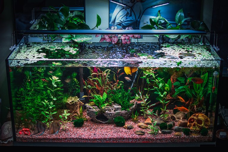 Quels sont les produits indispensables pour entretenir son aquarium ?