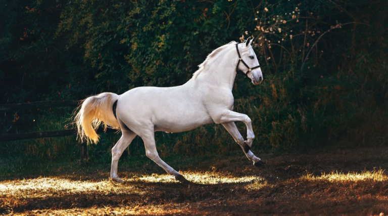 Quand donner des probiotiques à son cheval ?