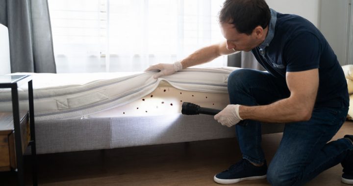 Comment diagnostiquer la présence des punaises de lit dans sa maison ?