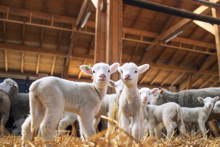 Les animaux qui font de la ferme un paradis