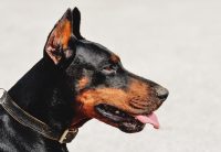 dobermans