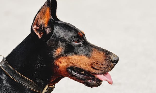 Éduquer et comprendre le Doberman : guide pour apprécier pleinement les qualités de cette race canine