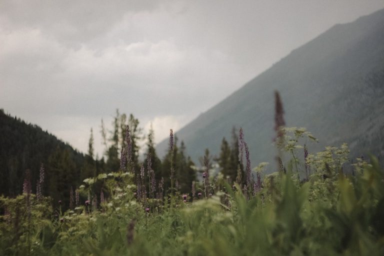 plantes de montagnes