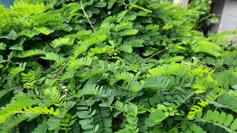 les bienfaits des plantes sur la santé