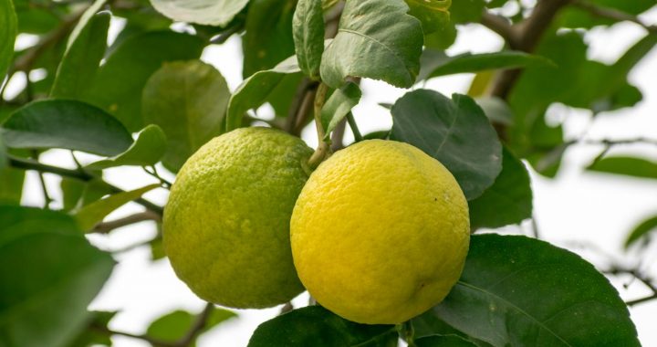 Conseils clés pour réussir l’élagage d’un citronnier