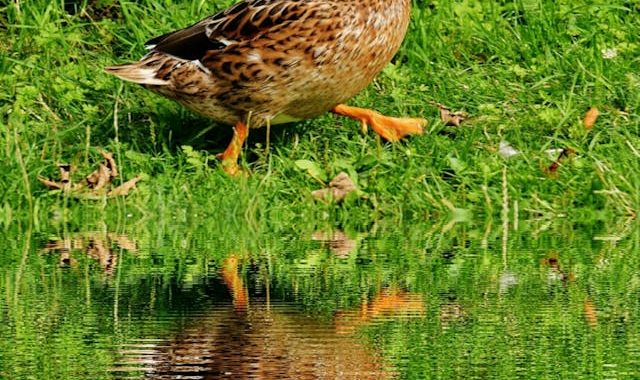 Comment élever des canards : Un guide simple