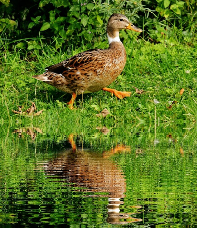 Comment élever des canards : Un guide simple